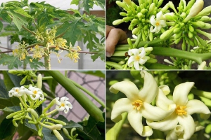  Hoa đu đủ đực tươi hay khô – Loại nào tốt hơn cho sức khỏe? 