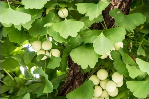 BẠCH QUẢ LÀ GÌ? TÁC DỤNG THẦN KÌ CỦA BẠCH QUẢ