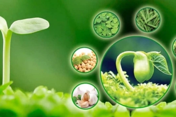 MẦM ĐẬU NÀNH VÀ TÁC DỤNG ĐỐI VỚI CƠ THỂ