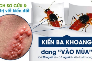 KIẾN BA KHOANG VÀ BIỆN PHÁP PHÒNG TRÁNH